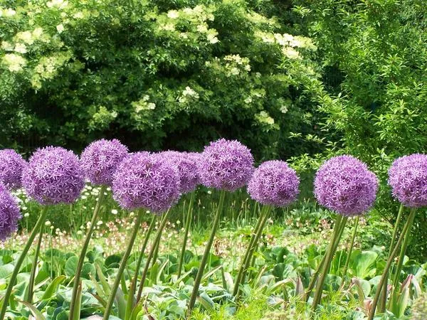 Лук гигантский (A. giganteum)