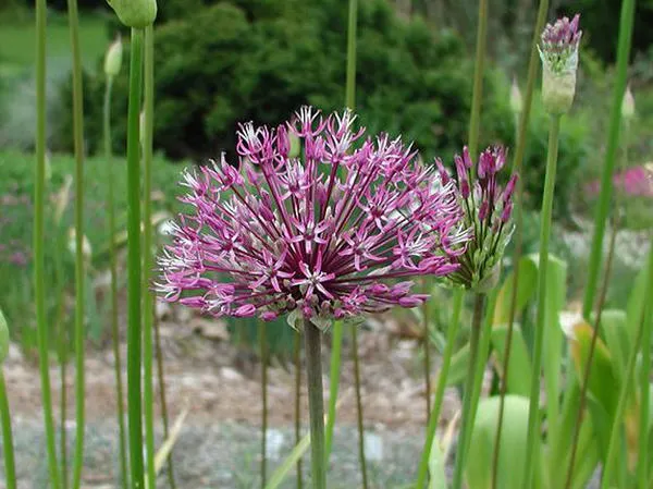 Лук ездианский (A. jesdianum)