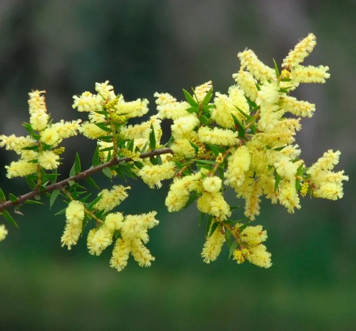 Acacia Oxycedrus