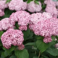 Гортензия Sweet Annabelle, Hydrangea Sweet Annabelle, Гортензия Свит Аннабель