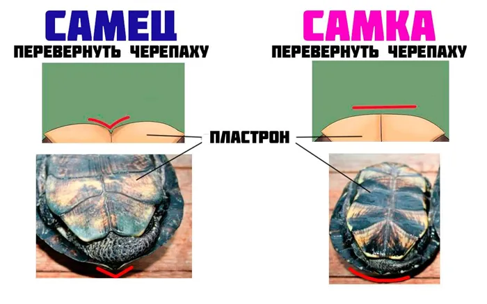 Панцирь самца и самки