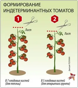 Томат Черный принц