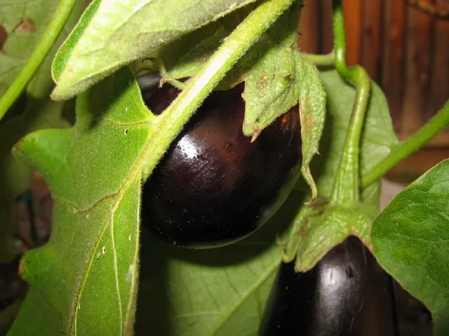 Баклажаны (https://commons.wikimedia.org/wiki/Solanum_melongena#/media/File:Eggplant.jpg)