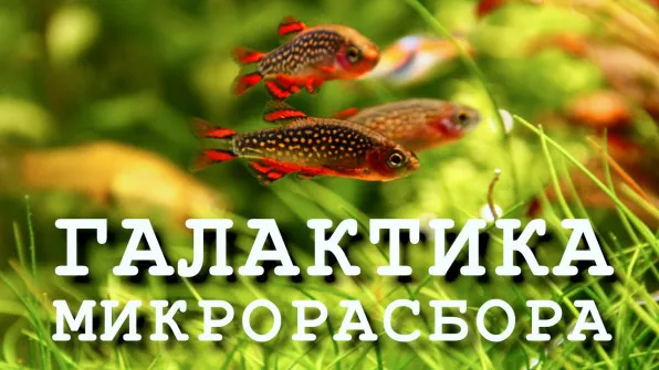 Микрорасбора Галактика