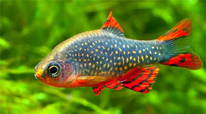 Микрорасбора Галактика (Danio margaritatus) внешний вид.