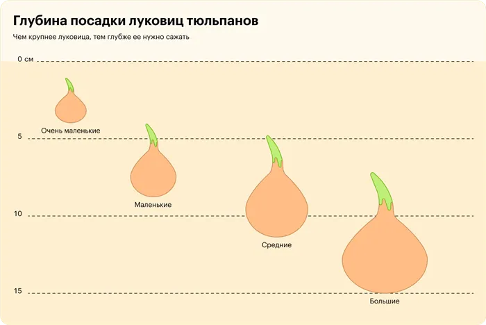 Когда сажать тюльпаны: технологии, выбор сорта, уход