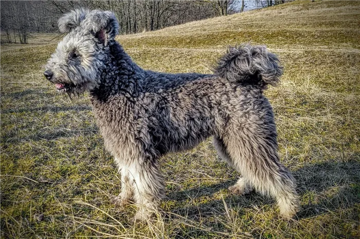 Фото: Eszement Pumi Kennel 