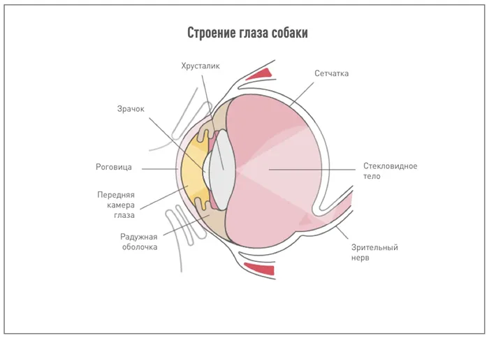 Как видят собаки