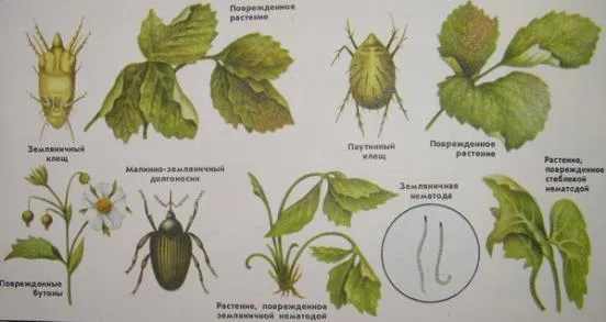 Почему желтеют и сохнут листья у клубники