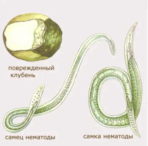 Нематода картофеля описание и лечение нематода картофеля фото описание и лечение