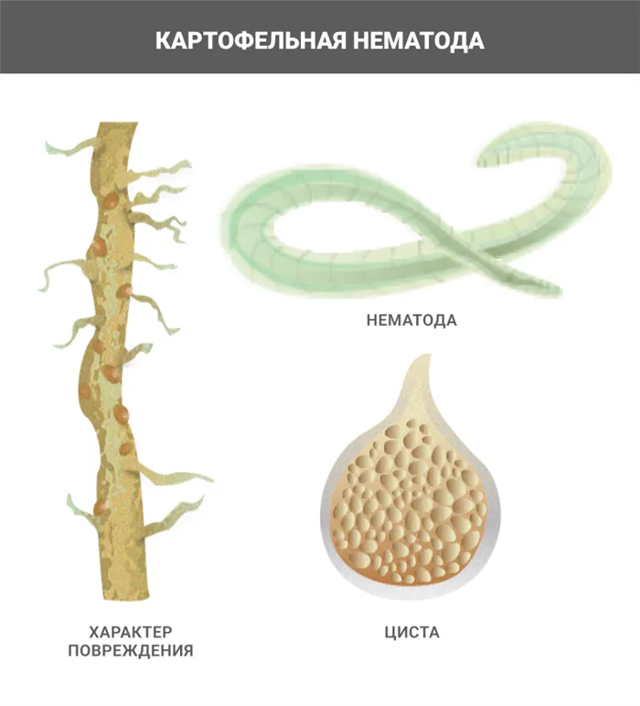 Нематода картофеля описание и лечение нематода картофеля фото описание и лечение