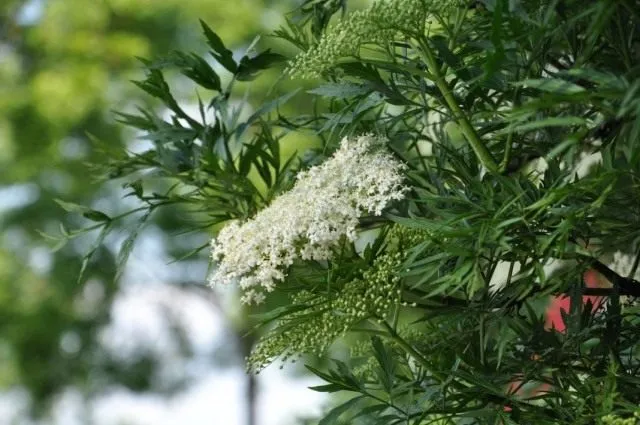 Бузина чёрная рассечёнолистная (Sambucus nigra var. laciniata)