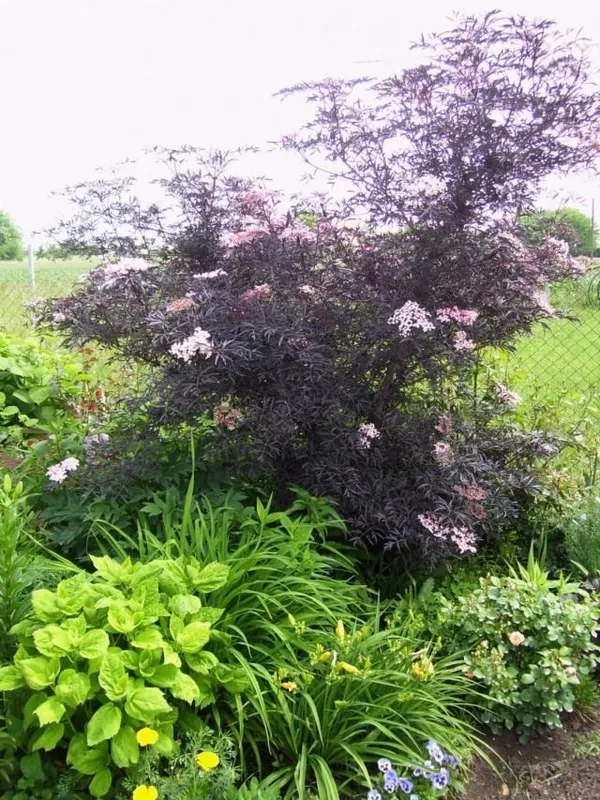 Бузина чёрная Блек Лейк (Sambucus nigra)