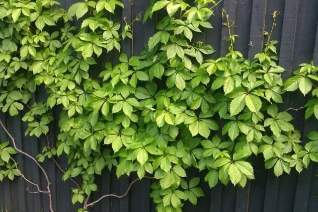 Девичий виноград (Parthenocissus)