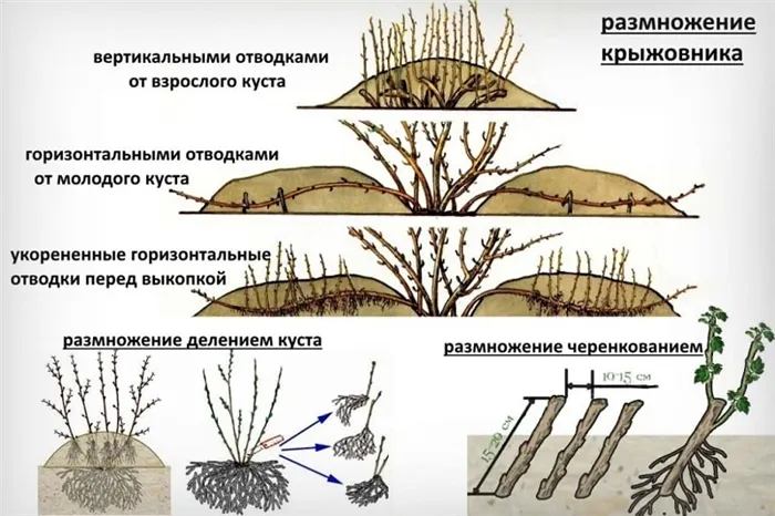 Крыжовник Янтарный (Раннего срока созревания)