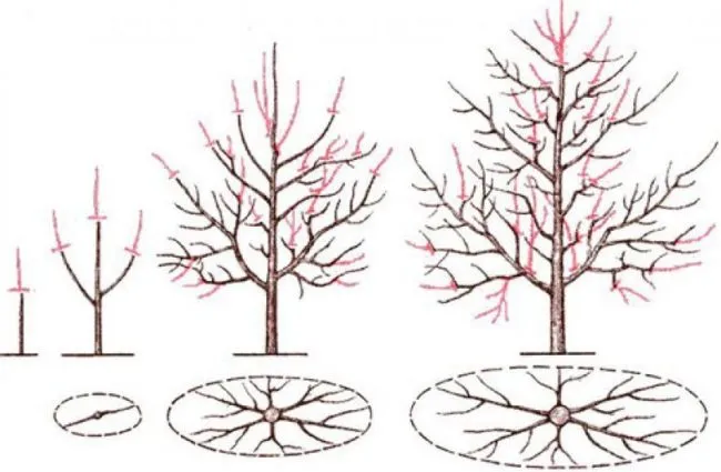 Схема обрезки кроны сливового дерева с первого по четвертый года жизни растения