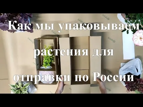 Бережная упаковка растений