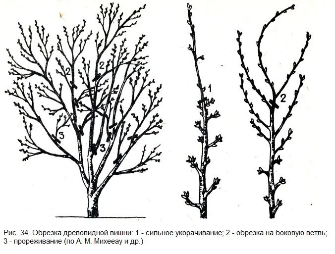 Схема обрезки древовидной вишни