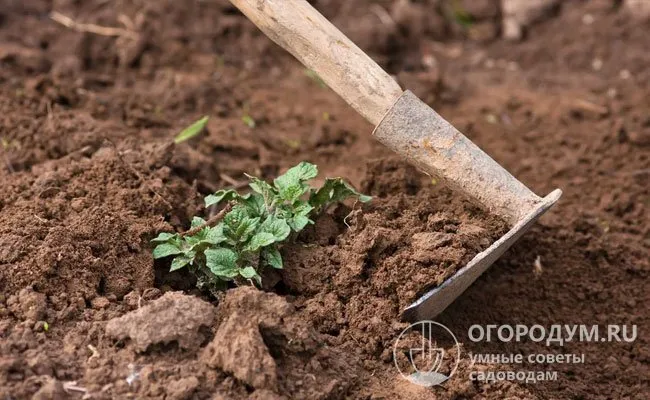 При подсыпании земли верхушки стеблей обязательно оставляют открытыми