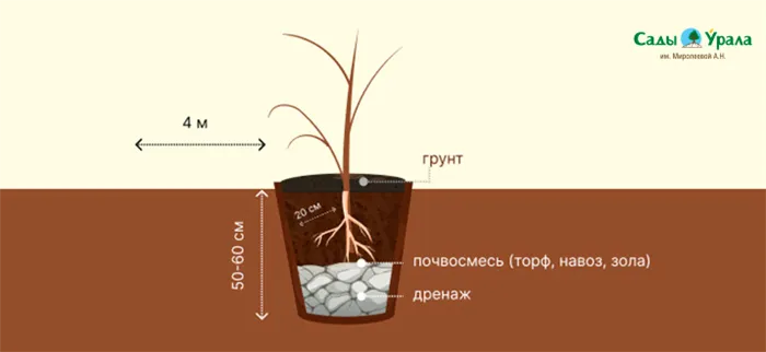 вк посадка рябины.jpg