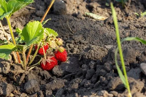 Долгоносик на клубнике: как бороться