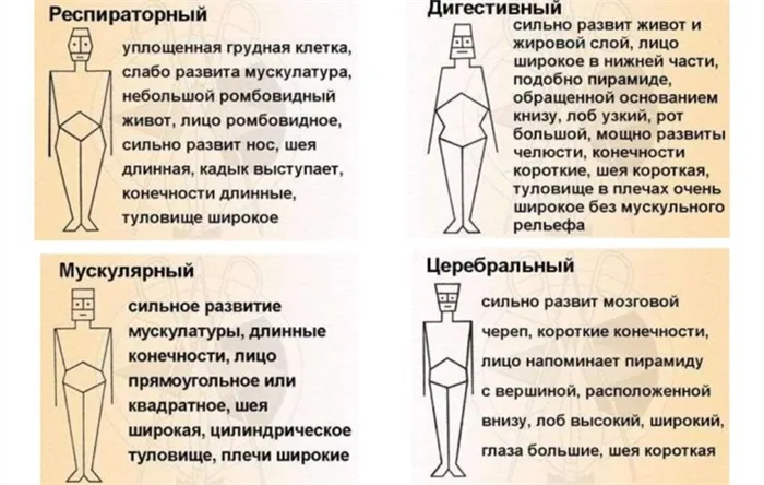 Строение тела человека