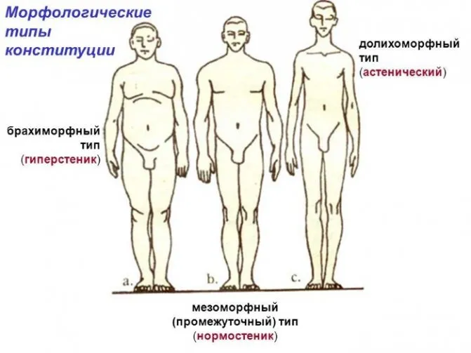 Конституция тела человека. Что это, типы, виды, как определить, тесты