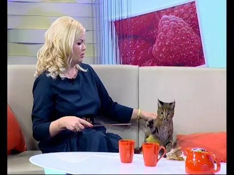 Каракет каракет кошка цена