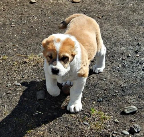 Клички для алабаев