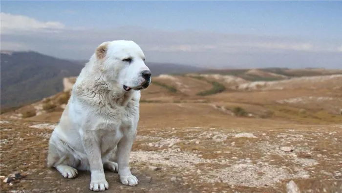 Клички для алабаев