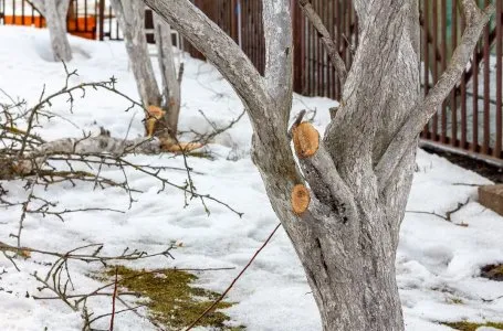 Чем опасно дупло и как помочь дереву