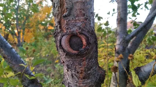 Эта рана на вишне затягивается сама. Фото автора