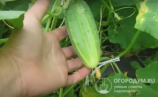 Даже при перерастании кожица и семена не грубеют; горечь во вкус не появляется.