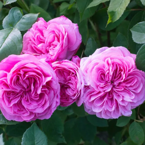 роза Gertrude Jekyll