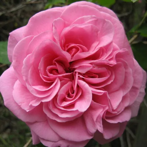 роза Gertrude Jekyll