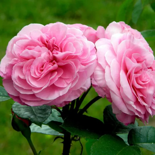 rosa Gertrude Jekyll