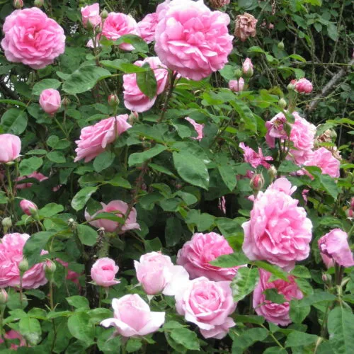 rosa Gertrude Jekyll