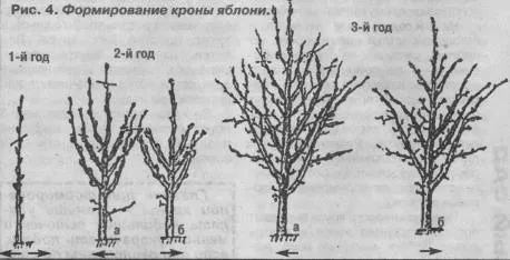 Яблоня Башкирская Красавица