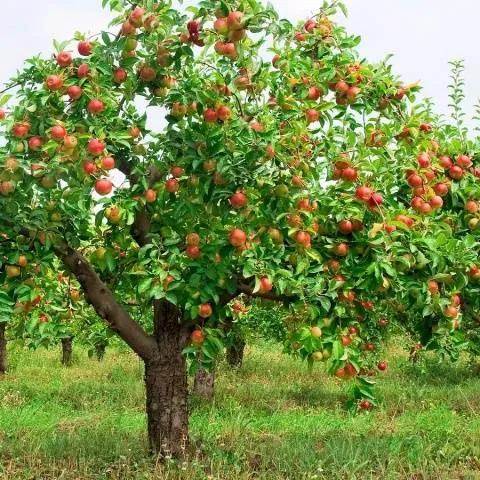 Яблоня Башкирская Красавица