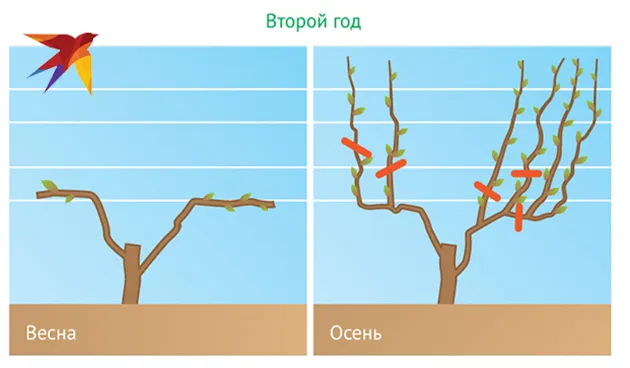 Обрезка винограда осенью