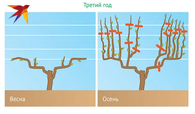 Обрезка обеспечивает наивысшее качество винограда и максимальный урожай