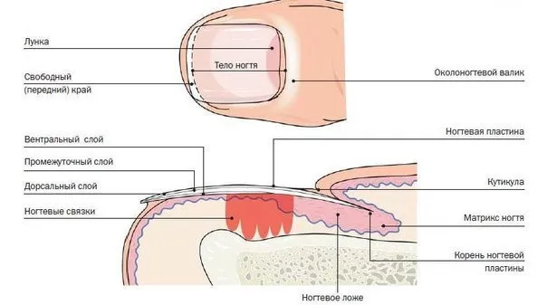 Структура строение ногтя