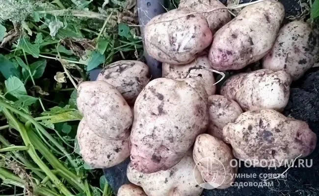 Клубни в гнезде наливаются довольно равномерно, отдельные экземпляры достигают гигантских размеров