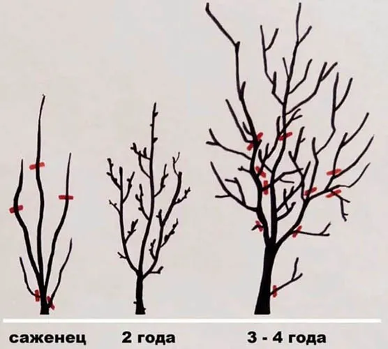 Слива Бербанк Гигант. Описание сорта, фото, отзывы