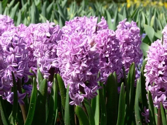 Гиацинт (Hyacinthus)