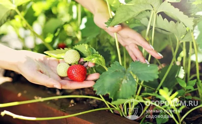 Кусты успешно переносят зимовку и стабильно плодоносят в открытом грунте