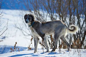 Тазы (казахская борзая)