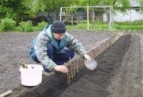 Виноград Валёк виноград валек описание сорта