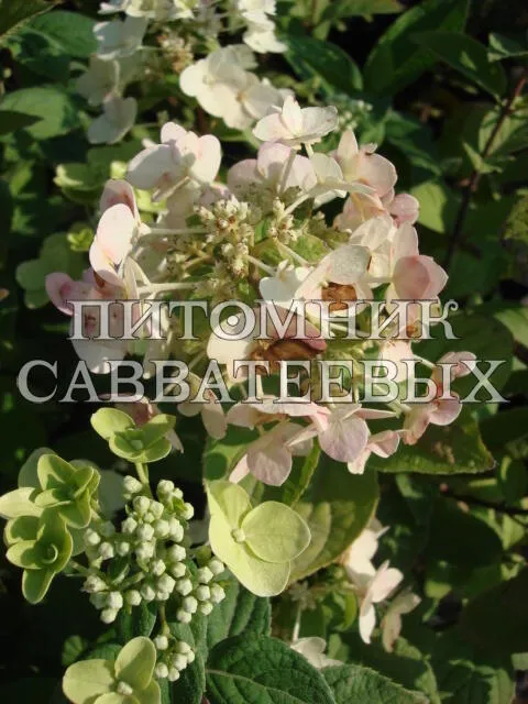 Гортензия метельчатая (Hydrangea paniculata) Мега Минди С45 СП/24