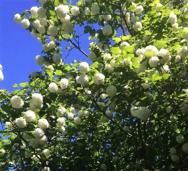 Бульденеж лучше цветет на открытых, солнечных местах. Фото автора